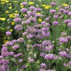 Kashmir False Sage (Phlomis) -Perennials Sales Store phlomis cashmeriana 77103 1 web