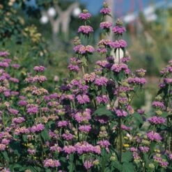 Kashmir False Sage (Phlomis) -Perennials Sales Store phlomis cashmeriana 77103 3 web