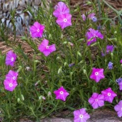 Perfect Pink Santa Fe Phlox -Perennials Sales Store phlox nana perfect pink 1