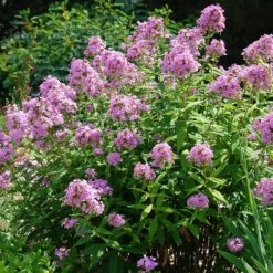 Jeana Garden Phlox -Perennials Sales Store phlox paniculata jeana flowers