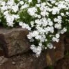 Snowflake Creeping Phlox -Perennials Sales Store phlox subulata snowflake 1