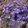 Violet Pinwheels Phlox -Perennials Sales Store phlox violet pinwheels 1