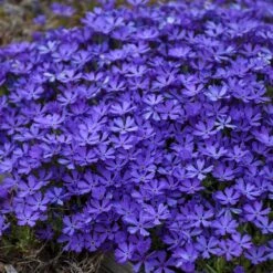 Violet Pinwheels Phlox -Perennials Sales Store phlox violet pinwheels 3