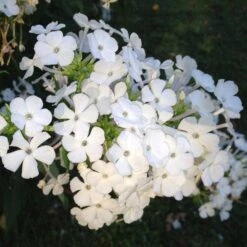 David Garden Phlox -Perennials Sales Store phlox david 1 2