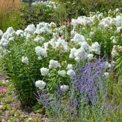 David Garden Phlox -Perennials Sales Store phlox david and perovskia 2 1 1