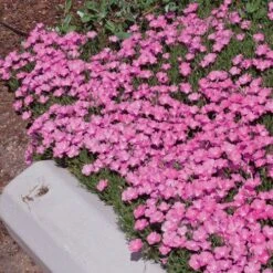 Perfect Pink Santa Fe Phlox -Perennials Sales Store phlox nana perfect pink 77114 2 web 1