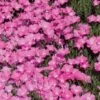 Perfect Pink Santa Fe Phlox -Perennials Sales Store phlox nana perfect pink 77114 web 1 1