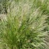 Pixie Fountain Tufted Hair Grass -Perennials Sales Store pixie fountain tufted hair grass