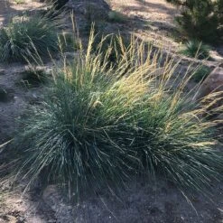 Mini Oat Grass (Poa) 7 Mini Oat Grass (Poa) -Perennials Sales Store poa secunda var juncifolia garden growing