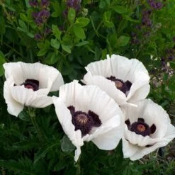 Royal Wedding Oriental Poppy -Perennials Sales Store poppy royal wedding and baptisia twilight ablanton