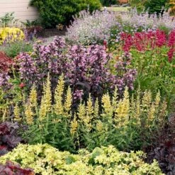 Perennials Sales Store -Perennials Sales Store poquito butter yellow agastache 2