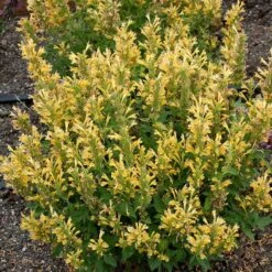 Poquito™ Butter Yellow Agastache -Perennials Sales Store poquito butter yellow agastache 3