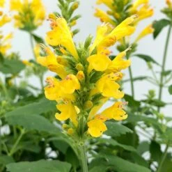 Poquito™ Butter Yellow Agastache -Perennials Sales Store poquito butter yellow agastache 4