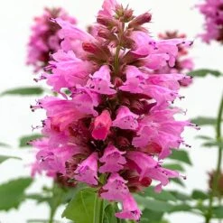 Poquito™ Lavender Agastache -Perennials Sales Store poquito lavender agastache close up