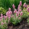 Poquito™ Lavender Agastache -Perennials Sales Store poquito lavender agastache garden