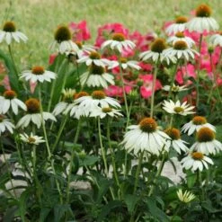 PowWow® White Echinacea -Perennials Sales Store pow wow white echinacea