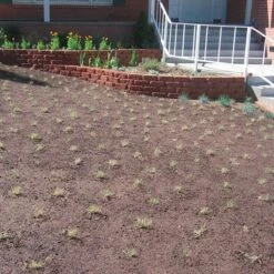 Prestige™ Buffalo Grass Plugs -Perennials Sales Store prestige just planted plugs close 1