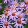 Professor Kippenberg New York Aster -Perennials Sales Store professor kippenberg aster