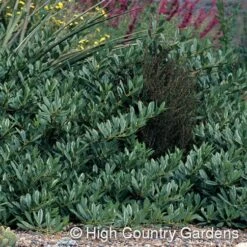 Pawnee Buttes® Sand Cherry (Prunus) -Perennials Sales Store prunus besseyi pawnee buttes4 1