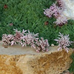 Carpeting Pincushion Flower (Pterocephalus) -Perennials Sales Store pterocephalus depressus pat hayward plant select cropped