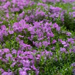 Purple Beauty Creeping Phlox -Perennials Sales Store purple beauty creeping phlox groundcover 4