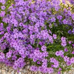 Purple Beauty Creeping Phlox -Perennials Sales Store purple beauty creeping phlox rock garden