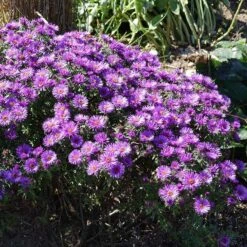 Purple Dome New England Aster -Perennials Sales Store purple dome ne aster 3