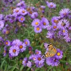 Purple Dome New England Aster -Perennials Sales Store purple dome ne aster 4