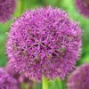 Purple Suze Allium 2 Purple Suze Allium -Perennials Sales Store purple suze allium fall flower bulb