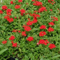 Red Devil Perennial Verbena -Perennials Sales Store red devils perennials verbena 2