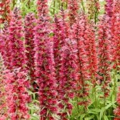 Red Feathers (Echium) -Perennials Sales Store red feathers 2