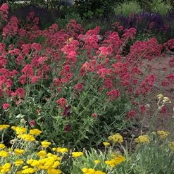 Red Valerian (Centranthus) 9 Red Valerian (Centranthus) -Perennials Sales Store red valerian 1