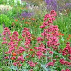 Red Valerian (Centranthus) 7 Red Valerian (Centranthus) -Perennials Sales Store red valerian