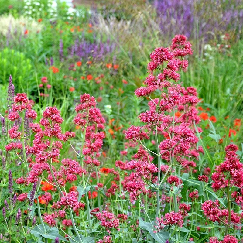 Red Valerian (Centranthus) 4 Red Valerian (Centranthus) - Image 2
