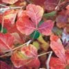 Gro-Low Sumac (Rhus) -Perennials Sales Store rhus aromatica gro low