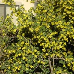 Crandall's Clove Scented Currant (Ribes) -Perennials Sales Store ribes odoratum crandali close up of flwr