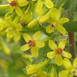 Crandall's Clove Scented Currant (Ribes) -Perennials Sales Store ribes odoratum crandall close up yellow flowers