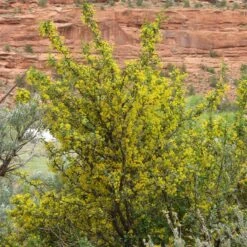 Crandall's Clove Scented Currant (Ribes) -Perennials Sales Store ribes odoratum crandall mature