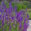 Rocky Mountain Penstemon -Perennials Sales Store rocky mountain penstemon strictu