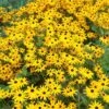 Goldsturm Black Eyed Susan -Perennials Sales Store rudbeckia cropped