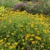 Deam's Black Eyed Susan -Perennials Sales Store rudbeckia fulgida var deamii garden