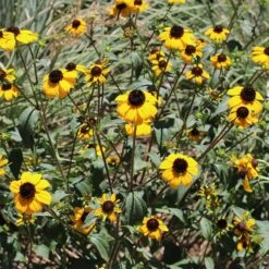 Blackjack Gold Black Eyed Susan -Perennials Sales Store rudbeckia triloba blackjack gold cropped