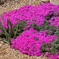 Creeping Shrubby Ice Plant (Ruschia) -Perennials Sales Store ruschia pulvinaris 83750