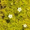Scotch Moss (Sagina) -Perennials Sales Store sagina subulata aurea 1