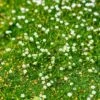 Green Irish Moss (Sagina) -Perennials Sales Store sagina subulata irish moss 1