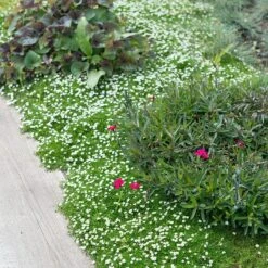 Green Irish Moss (Sagina) 5 Green Irish Moss (Sagina) -Perennials Sales Store sagina subulata irish moss 2