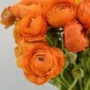 Salmon Ranunculus 1 Salmon Ranunculus -Perennials Sales Store salmon tecolote ranuncuclus orange 1