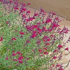 Burgundy Seduction Salvia -Perennials Sales Store salvia burgundy seduction