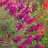 Cold Hardy Rainbow Salvia Collection -Perennials Sales Store salvia burgundy seduction 1