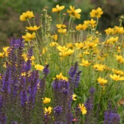 High Country Meadow Native Wildflower Seed Mix -Perennials Sales Store salvia coreopsis meadow